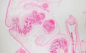 tissue_coen_D Figure D