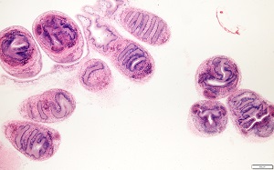 eye_C Figure C