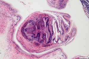 eye_D Figure D