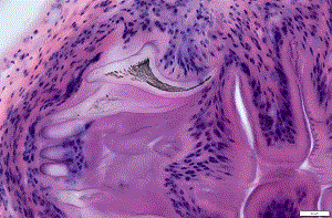 eye_E Figure E