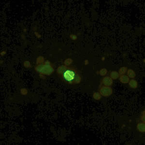 Cyrpto_fluor3_web.jpg