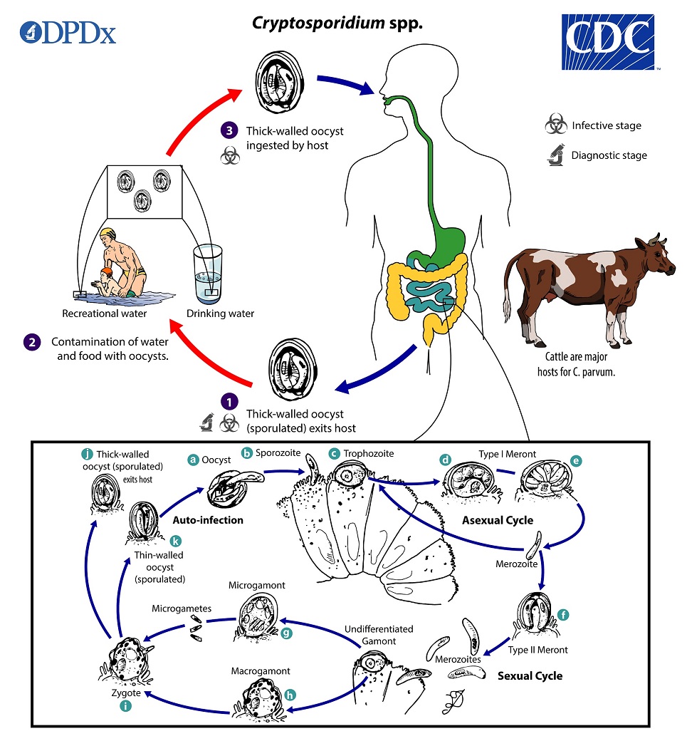 lifecycle