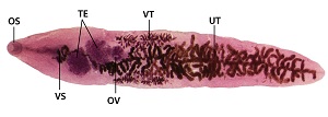 dicro Figure A