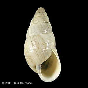 Zebrina_Conchology_A.jpg