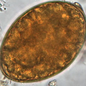 Dlatum_egg_OR2.jpg Figure B