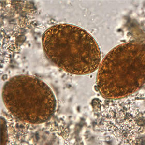 Dlatum_eggs_OR.jpg Figure A