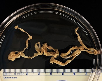 Diph_A Figure C