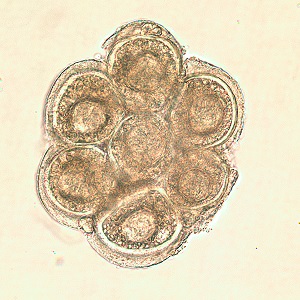D_caninium_dehazed_B