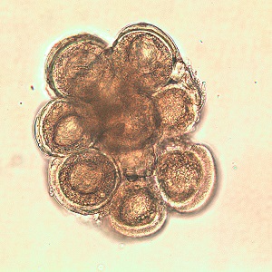 D_caninium_dehazed_C