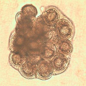D_caninium_dehazed_D