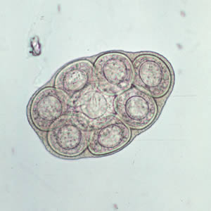 Dcaninum_eggpk_wtmt.jpg