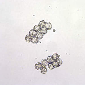 Dcaninum_eggpk_wtmt6.jpg