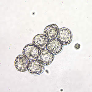 Dcaninum_eggpk_wtmt_hook.jpg