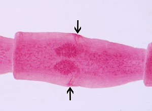 D_caninum_carmine_A