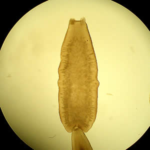 Dcaninum_proglottid.jpg