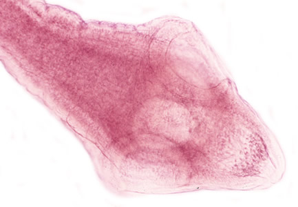 Dcaninum_scolex.jpg