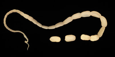Dcaninum_adult.jpg