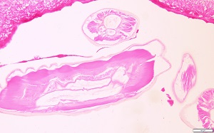 SQ_Du_A Figure A