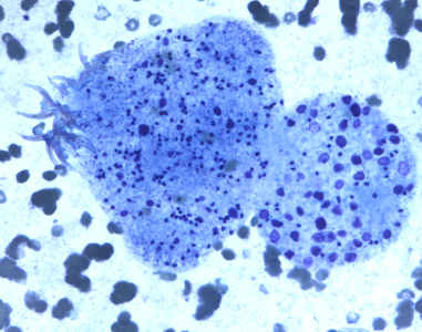 EchinococcusCellNetix_C.jpg Figure C
