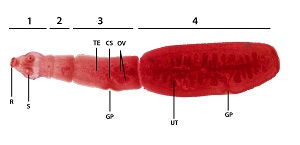 Eg_adult_labels Figure A