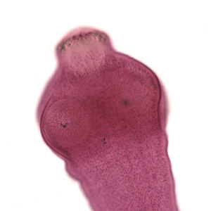 Egranulosus_scolex_stained_BAM.jpg Figure B