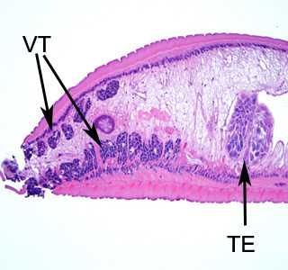 Echinostoma_tissue_BAM3.jpg