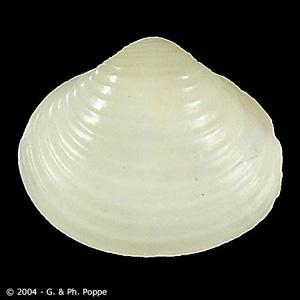 Corbicula_Conchology_B.jpg