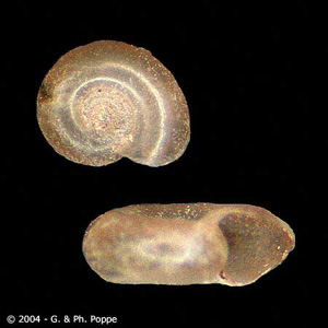Gyraulus_Conchology_A.jpg