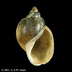 Lymnaea_Conchology_A.jpg Figure A