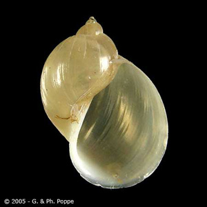 Radix_Conchology_A.jpg