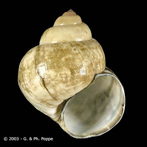Viviparus_Conchology_A.jpg