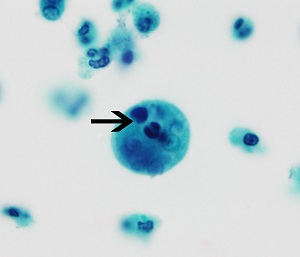 C Figure C