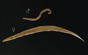 Ent_m_f Figure E