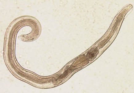 Evermicularis_adult2_Norway.jpg