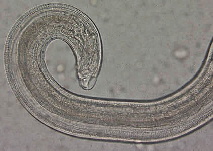 Evermicularis_adult_posterior_Norway.jpg