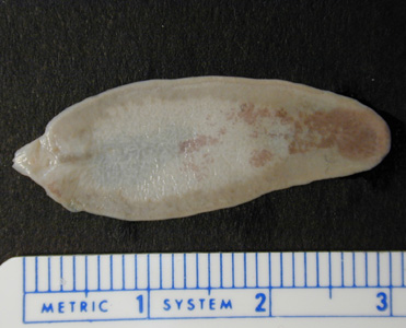 Fasciola_adult_unstained1.jpg