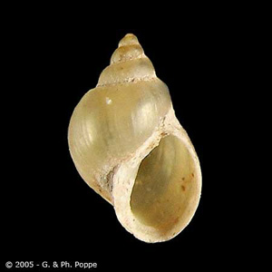 Fossaria_bulimoides_Poppe.jpg