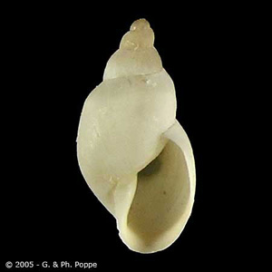 Galba_humilis_Poppe.jpg
