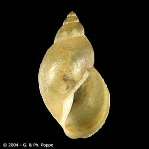 Galba_trunculata_Poppe.jpg