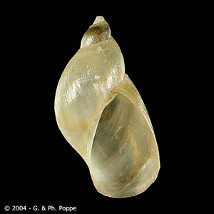 Pseudosuccinea_columella_Poppe.jpg