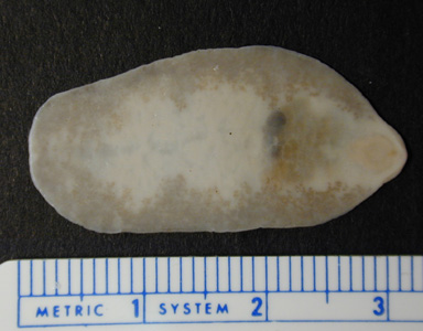 F_buski_unstained_adult1.jpg