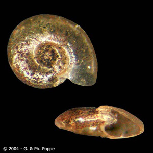 Segmentina_species_Poppe.jpg