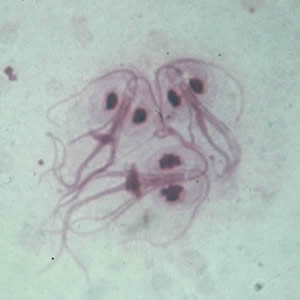 Giardia_troph_giemsa.jpg