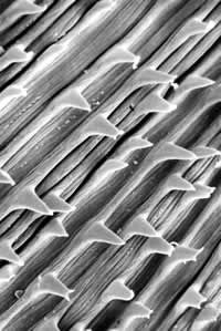 Surface_03.jpg Figure D