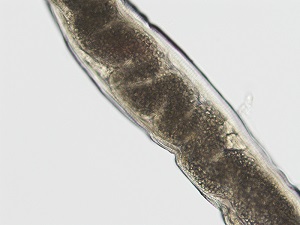 C Figure C