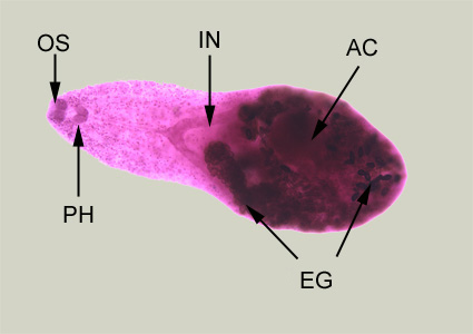 H_heterophyes_adult_BAM3.jpg