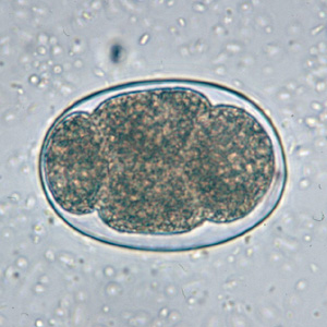 Hookworm_2x2_B.jpg