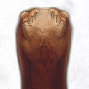 A_caninum_head.jpg Figure A