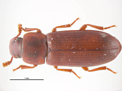 Tribolium_castaneum.jpg