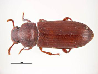 Tribolium_confusum1.jpg